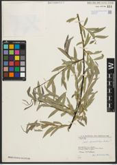 Foto von Salix pycnostachya Andersson